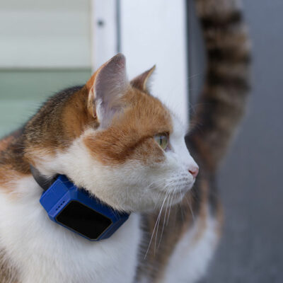 4 Best GPS Trackers for Pets
