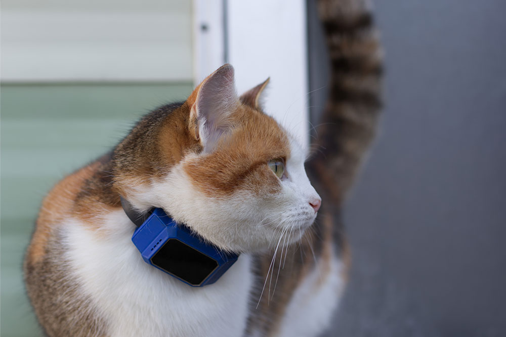 4 Best GPS Trackers for Pets
