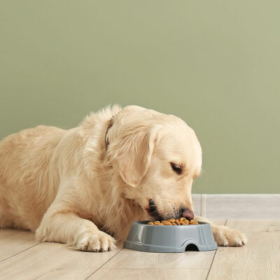 4 Meal Planning Tips for Dog Parents