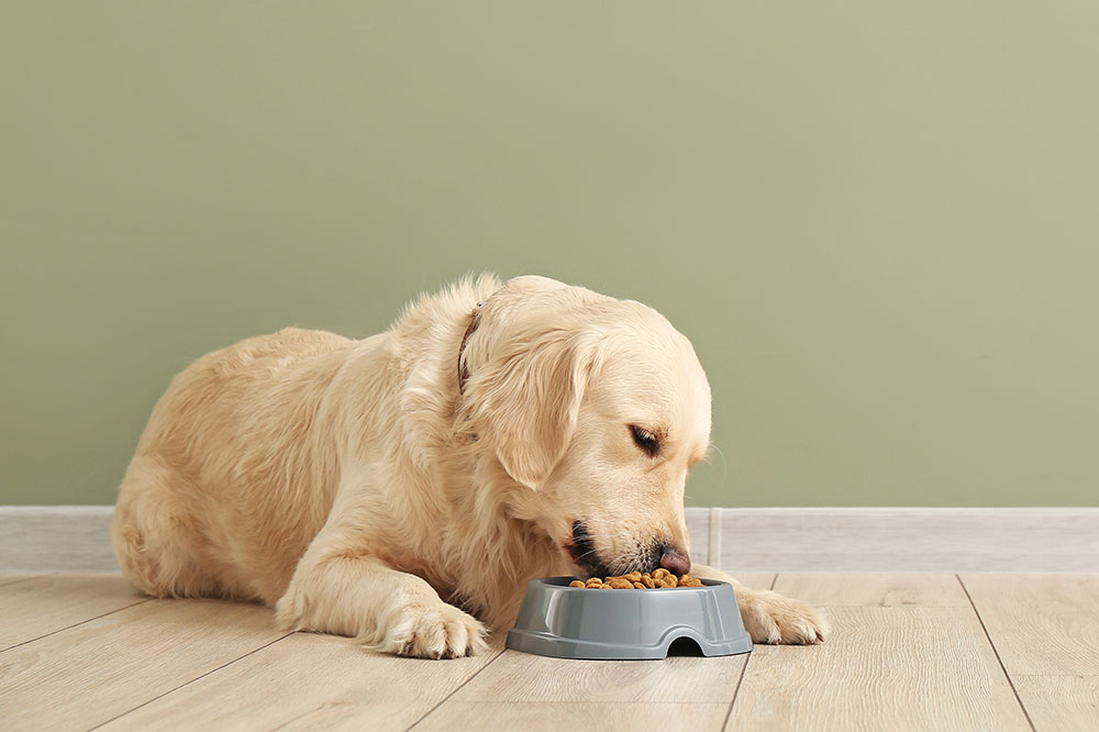4 Meal Planning Tips for Dog Parents