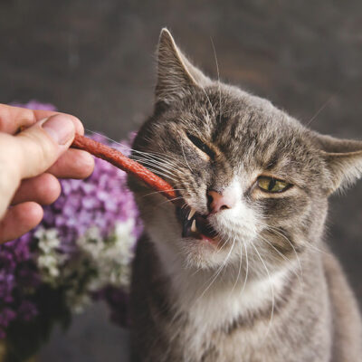 5 Delicious DIY Cat Treats