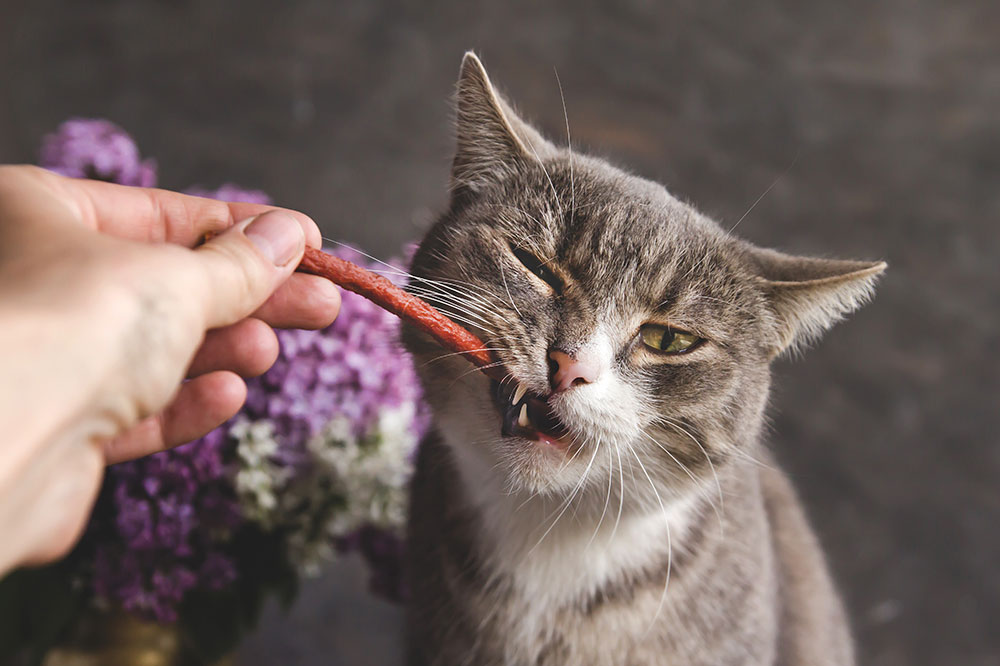 5 Delicious DIY Cat Treats