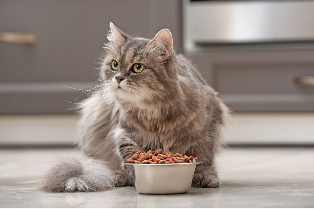3 Ways to Help Cats Eat Healthy