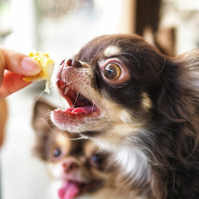 Top Foods That Trigger Allergies in Dogs