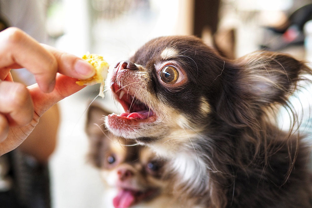 Top Foods That Trigger Allergies in Dogs