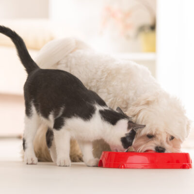 Human Foods That Are Toxic for Cats and Dogs