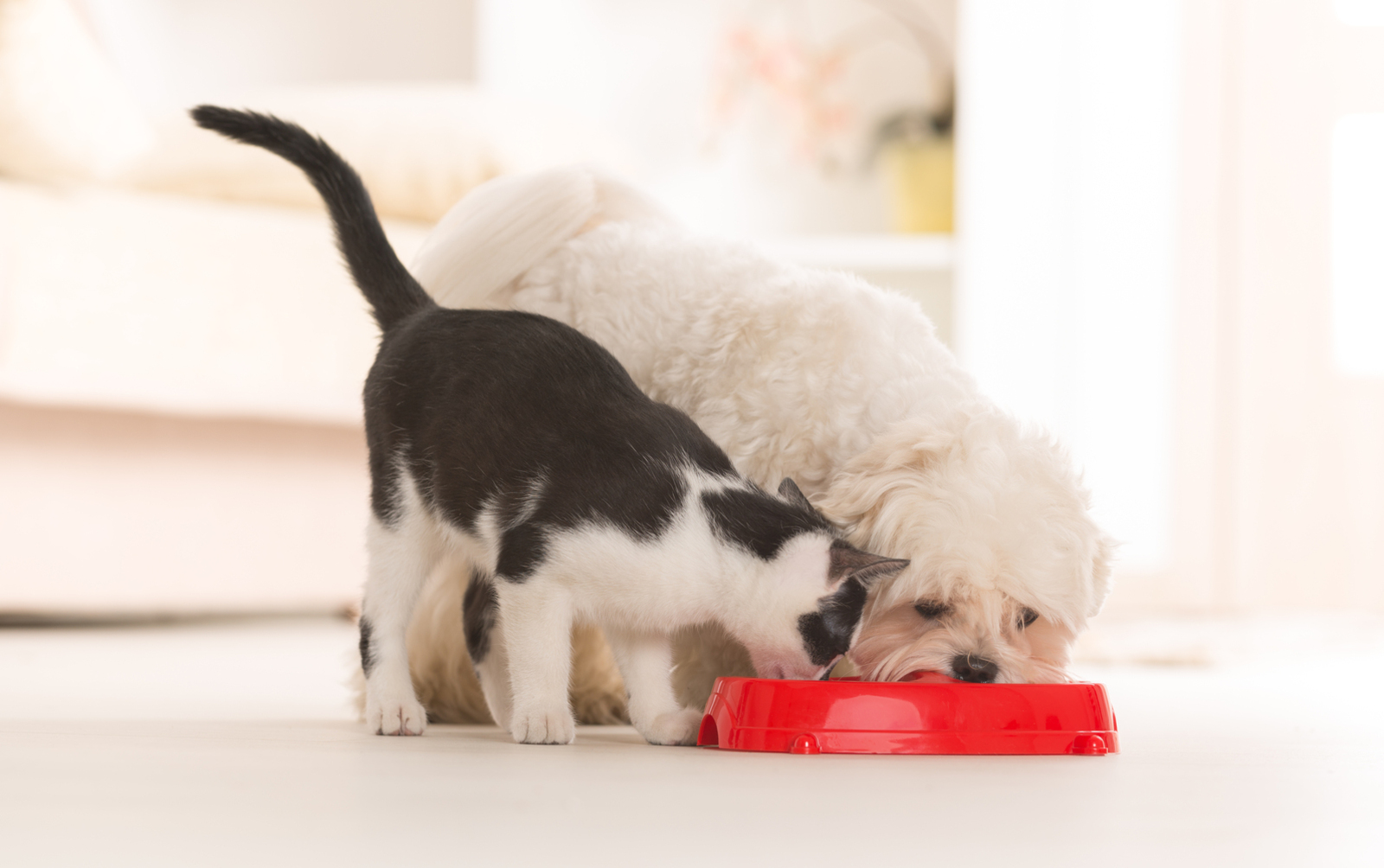 Human Foods That Are Toxic for Cats and Dogs